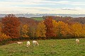  arbres,autômne,bovins 